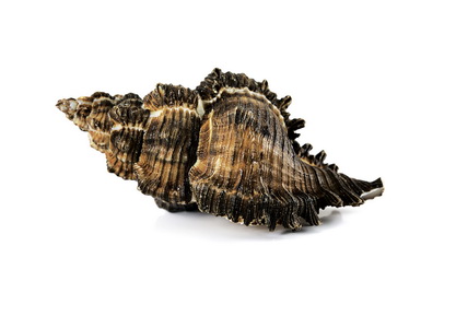 Атака моллюсков