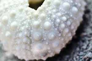 Чим є небезпечним папіломавірус людини?