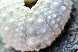 Чим є небезпечним папіломавірус людини?