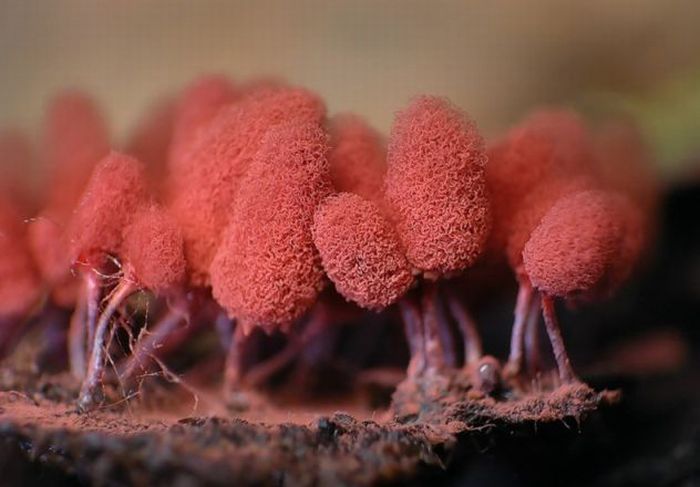 Антистресова дегустація