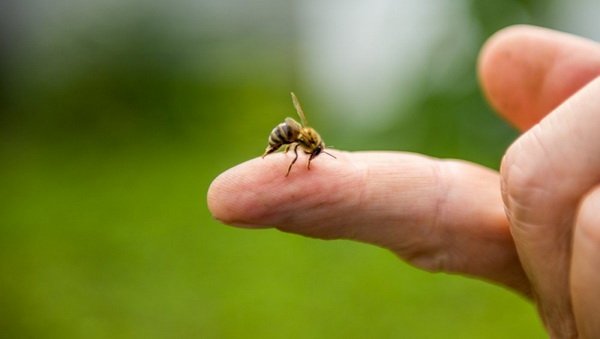Укуси комах та інсектна алергія
