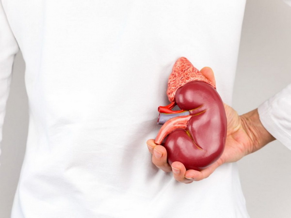 Конкременти нирок та сечового міхура