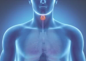 Чек-Ап (Check-Up) «Щитовидной железы»